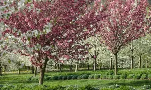 Arboretum Wojsławice kwitnie wiosną. Warto jechać, gdy drzewa obsypane są różowymi i białymi kwiatami.