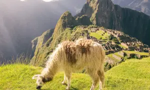 Lama na tle Machu Picchu w Peru.