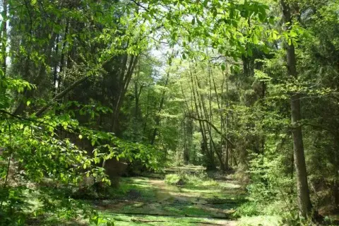 Gdzie na grzyby z noclegiem - najlepsze miejsca na udany wypoczynek