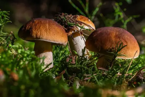 Trzy dorodne borowiki w mchu. Idealne miejsce, by wybrać się gdzie na grzyby Kaszuby.