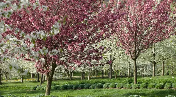 Arboretum Wojsławice kwitnie wiosną. Warto jechać, gdy drzewa obsypane są różowymi i białymi kwiatami.