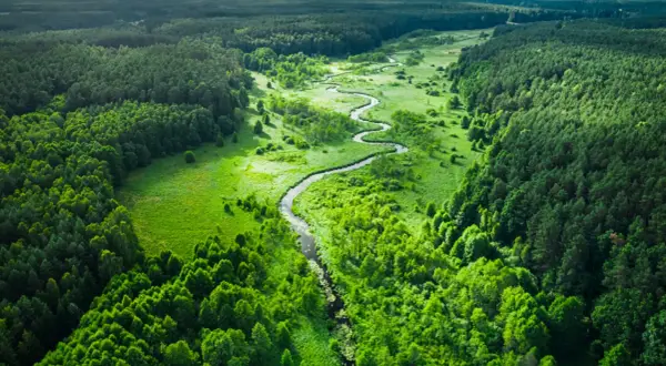 Malowniczy krajobraz z krętą rzeką przecinającą zielone **lasy w Polsce**. Bujna roślinność i rozległe połacie drzew tworzą sielski widok.