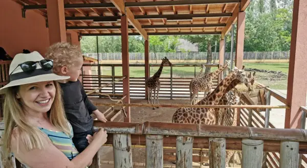 Kobieta z dzieckiem w zoo, obserwują żyrafy przy karmniku.