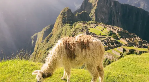 Lama na tle Machu Picchu w Peru.