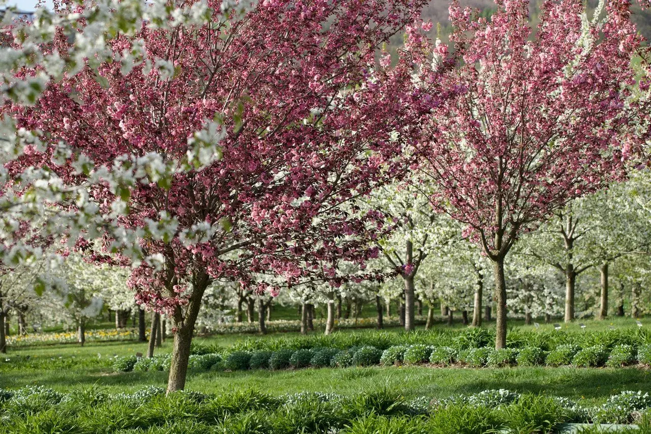 Arboretum Wojsławice kwitnie wiosną. Warto jechać, gdy drzewa obsypane są różowymi i białymi kwiatami.