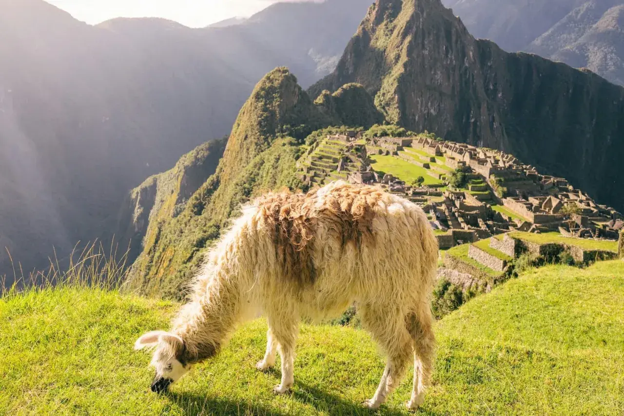 Lama na tle Machu Picchu w Peru.