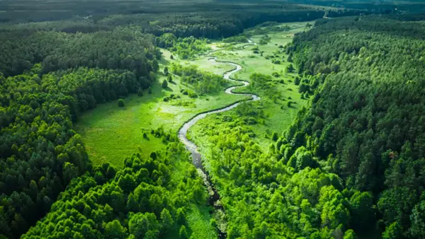 Malowniczy krajobraz z krętą rzeką przecinającą zielone **lasy w Polsce**. Bujna roślinność i rozległe połacie drzew tworzą sielski widok.