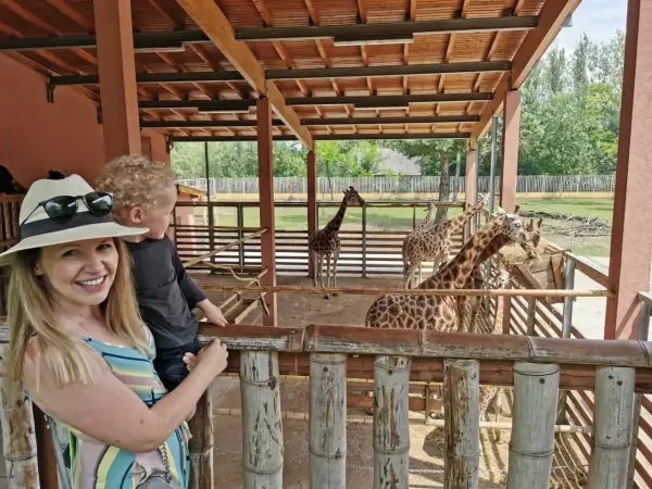 Kobieta z dzieckiem w zoo, obserwują żyrafy przy karmniku.